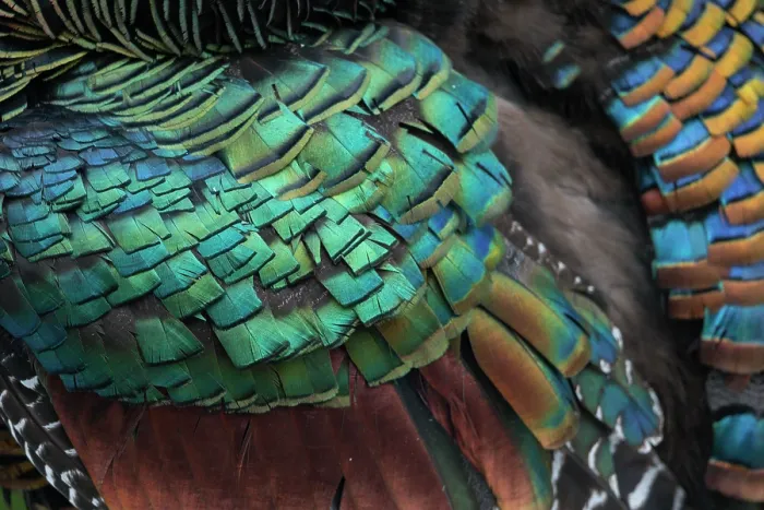 Framed Print : Oscellated turkey (Meleagris ocellata) plumage detail, Yucatan Peninsula, Mexico Framed Print : Oscellated turkey (Meleagris ocellata) plumage detail, Yucatan Peninsula, Mexico