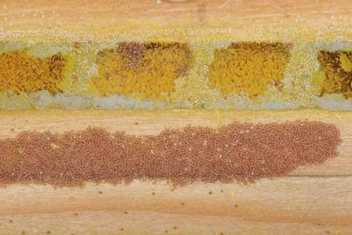 Framed Print : Osmia bee mite (Chaetodactylus osmiae) colony infesting Red mason bee (Osmia bicornis) nest cells and spaces within an insect hotel, Wiltshire, England, UK. November Framed Print : Osmia bee mite (Chaetodactylus osmiae) colony infesting Red mason bee (Osmia bicornis) nest cells and spaces within an insect hotel, Wiltshire, England, UK. November