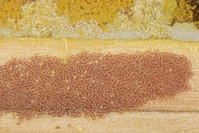 Framed Print : Osmia bee mite (Chaetodactylus osmiae) colony infesting Red mason bee (Osmia bicornis) nest cells and spaces within an insect hotel, Wiltshire, England, UK. November Framed Print : Osmia bee mite (Chaetodactylus osmiae) colony infesting Red mason bee (Osmia bicornis) nest cells and spaces within an insect hotel, Wiltshire, England, UK. November
