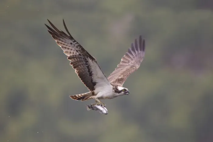 Framed Print : Osprey (Pandion haliaeetus) in flight, fishing at dawn, Rothiemurchus forest, Cairngorms NP Framed Print : Osprey (Pandion haliaeetus) in flight, fishing at dawn, Rothiemurchus forest, Cairngorms NP