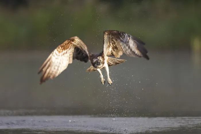 Framed Print : Osprey (Pandion haliaeetus) in flight, fishing at dawn, Rothiemurchus forest, Cairngorms NP Framed Print : Osprey (Pandion haliaeetus) in flight, fishing at dawn, Rothiemurchus forest, Cairngorms NP