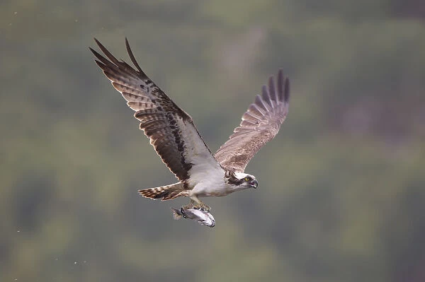 Osprey (Pandion haliaeetus) in flight, fishing at dawn, Rothiemurchus forest, Cairngorms NP