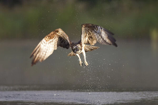 Osprey (Pandion haliaeetus) in flight, fishing at dawn, Rothiemurchus forest, Cairngorms NP