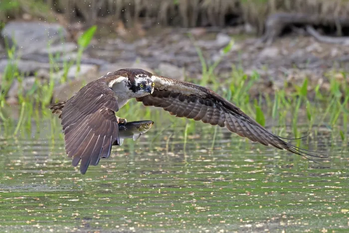 Framed Print : Osprey (Pandion haliaetus) catching Alewife (Alosa pseudoharengus) prey, Somes Sound, Acadia National Park, Maine, USA. May Framed Print : Osprey (Pandion haliaetus) catching Alewife (Alosa pseudoharengus) prey, Somes Sound, Acadia National Park, Maine, USA. May