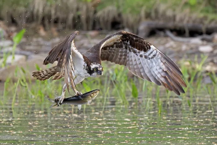 Framed Print : Osprey (Pandion haliaetus) catching Alewife (Alosa pseudoharengus) prey, Somes Sound, Acadia National Park, Maine, USA. May Framed Print : Osprey (Pandion haliaetus) catching Alewife (Alosa pseudoharengus) prey, Somes Sound, Acadia National Park, Maine, USA. May