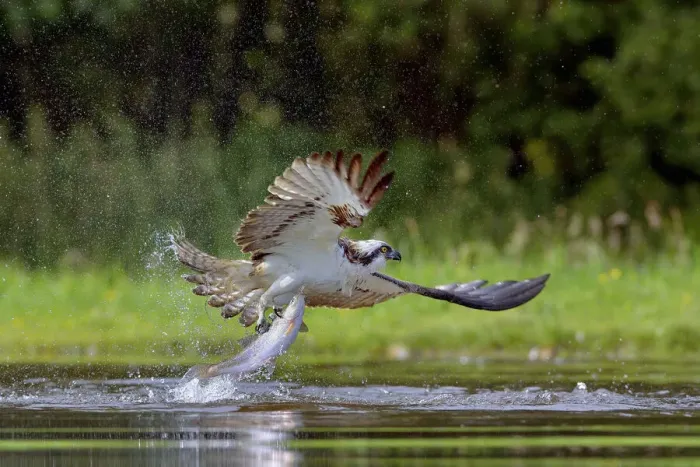 Framed Print : Osprey (Pandion haliaetus) catching a fish, Scotlad, UK, July Framed Print : Osprey (Pandion haliaetus) catching a fish, Scotlad, UK, July