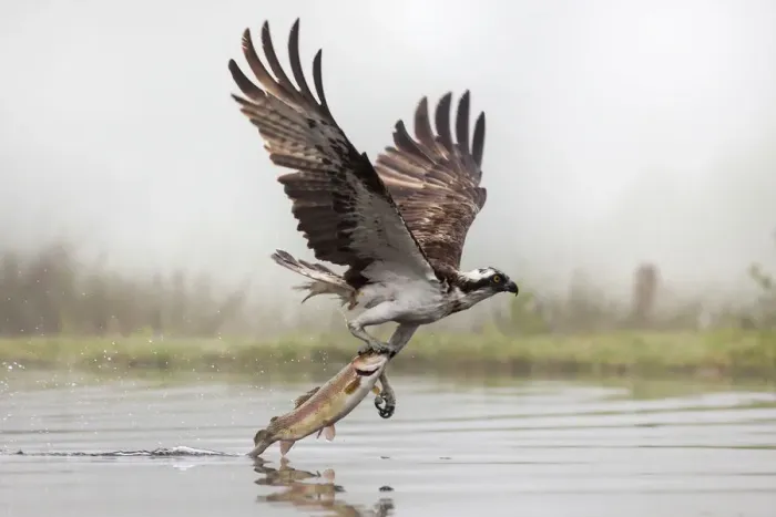 Framed Print : Osprey (Pandion haliaetus) catching trout, Rothiemurchus estate, Cairngorms, Scotland Framed Print : Osprey (Pandion haliaetus) catching trout, Rothiemurchus estate, Cairngorms, Scotland