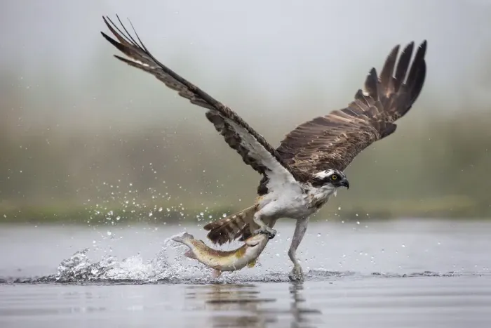 Framed Print : Osprey (Pandion haliaetus) catching trout, Rothiemurchus estate, Cairngorms, Scotland Framed Print : Osprey (Pandion haliaetus) catching trout, Rothiemurchus estate, Cairngorms, Scotland