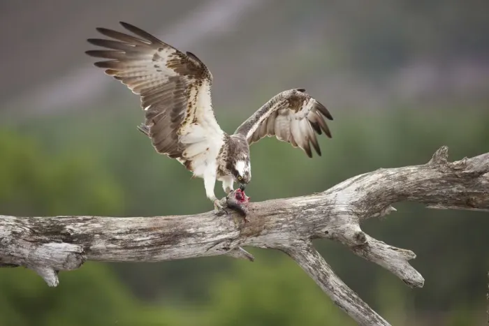 Framed Print : Osprey (Pandion haliaetus) eating fish prey, Cairngorms National Park, Scotland, UK, July Framed Print : Osprey (Pandion haliaetus) eating fish prey, Cairngorms National Park, Scotland, UK, July