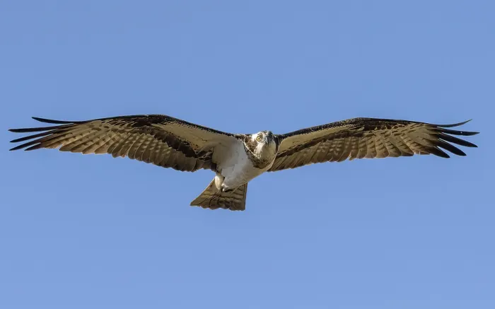 Framed Print : Osprey (Pandion haliaetus) female in flight, Finland, April Framed Print : Osprey (Pandion haliaetus) female in flight, Finland, April