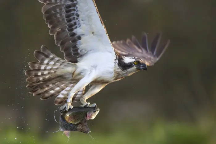 Framed Print : Osprey (pandion haliaetus) with fish prey, Cairngorms National Park, Scotland, UK, May