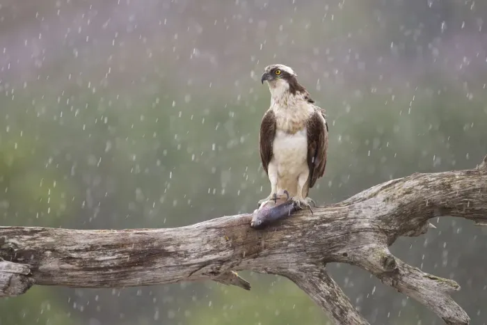 Framed Print : Osprey (Pandion haliaetus) with fish prey on feeding perch in the rain, Cairngorms National Park Framed Print : Osprey (Pandion haliaetus) with fish prey on feeding perch in the rain, Cairngorms National Park