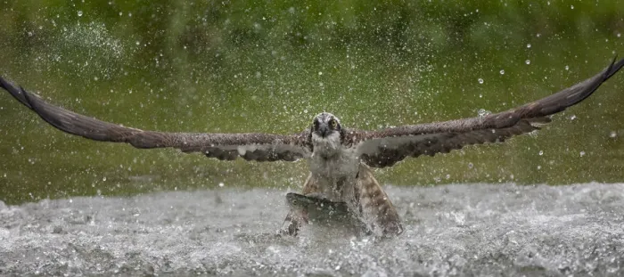 Framed Print : Osprey (Pandion haliaetus) fishing, Kangasala, Finland, August 2009 Framed Print : Osprey (Pandion haliaetus) fishing, Kangasala, Finland, August 2009