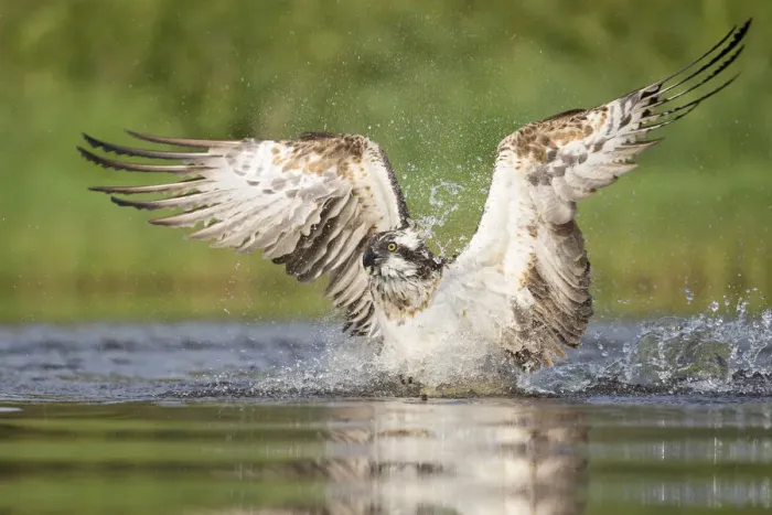 Framed Print : Osprey (Pandion haliaetus) fishing. Rothiemurchus, Cairngorms National Park, Scotland, UK Framed Print : Osprey (Pandion haliaetus) fishing. Rothiemurchus, Cairngorms National Park, Scotland, UK