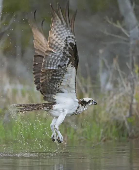 Framed Print : Osprey (Pandion haliaetus) fishing. Acadia National Park, Maine, USA. May Framed Print : Osprey (Pandion haliaetus) fishing. Acadia National Park, Maine, USA. May
