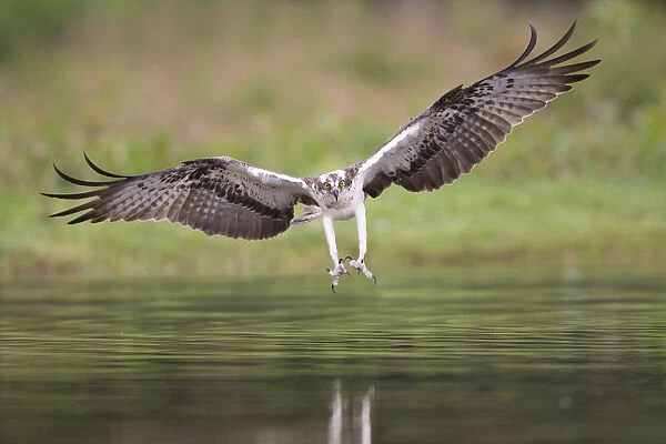 Osprey (Pandion haliaetus) fishing, about to seize prey, Rothiemurchus, Cairngorms National Park