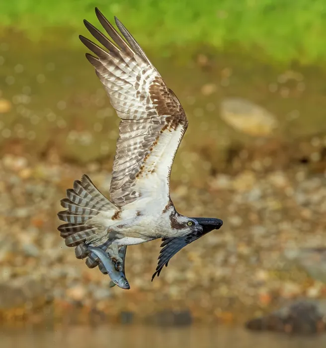 Framed Print : Osprey (Pandion haliaetus) in flight carrying with Alewife (Alosa pseudoharengus) prey, Somes Sound, near Acadia National Park, Maine, USA. June Framed Print : Osprey (Pandion haliaetus) in flight carrying with Alewife (Alosa pseudoharengus) prey, Somes Sound, near Acadia National Park, Maine, USA. June