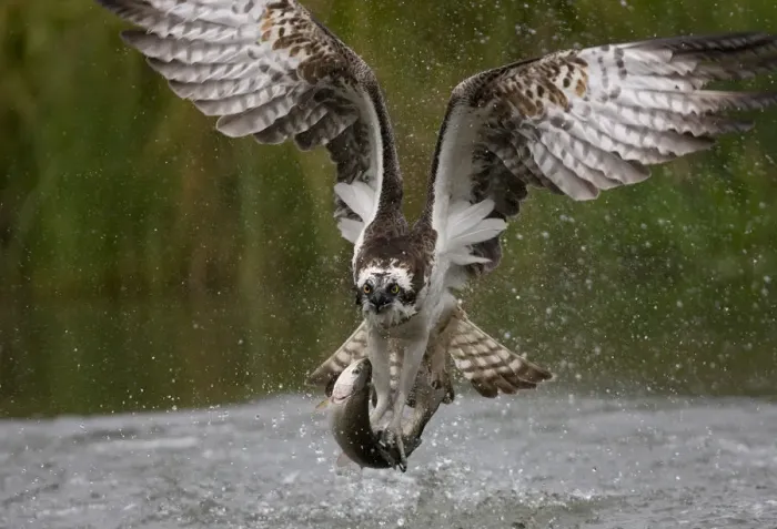 Framed Print : Osprey (Pandion haliaetus) in flight carrying fish, Kangasala, Finland, August 2009
