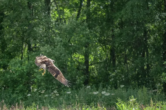 Framed Print : Osprey (Pandion haliaetus) in flight carrying trout prey, Aviemore, Cairngorm National Park, Scotland, UK. July Framed Print : Osprey (Pandion haliaetus) in flight carrying trout prey, Aviemore, Cairngorm National Park, Scotland, UK. July