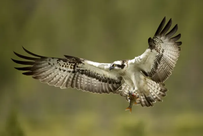 Framed Print : Osprey (Pandion haliaetus) in flight with a fish, Finland, July Framed Print : Osprey (Pandion haliaetus) in flight with a fish, Finland, July