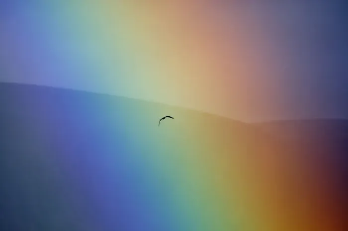 Framed Print : Osprey (Pandion haliaetus) flying through a rainbow. Aviemore, Scotland, July Framed Print : Osprey (Pandion haliaetus) flying through a rainbow. Aviemore, Scotland, July