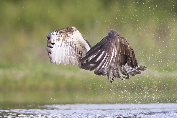 Osprey (Pandion haliaetus) flying above water, Rothiemurchus, Cairngorms National Park