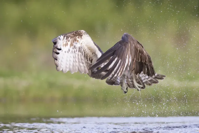 Framed Print : Osprey (Pandion haliaetus) flying above water, Rothiemurchus, Cairngorms National Park Framed Print : Osprey (Pandion haliaetus) flying above water, Rothiemurchus, Cairngorms National Park