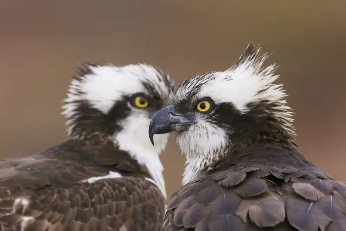 Framed Print : Osprey (Pandion haliaetus) male and female head to head at nest, just before mating Framed Print : Osprey (Pandion haliaetus) male and female head to head at nest, just before mating