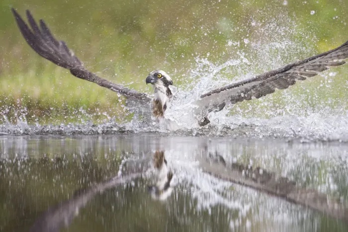 Framed Print : Osprey (Pandion haliaetus) splashing water as it emerges from loch whilst fishing at dawn Framed Print : Osprey (Pandion haliaetus) splashing water as it emerges from loch whilst fishing at dawn