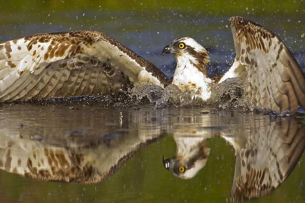 Osprey (Pandion haliaetus) at surface of a loch after diving for a fish, Cairngorms National Park