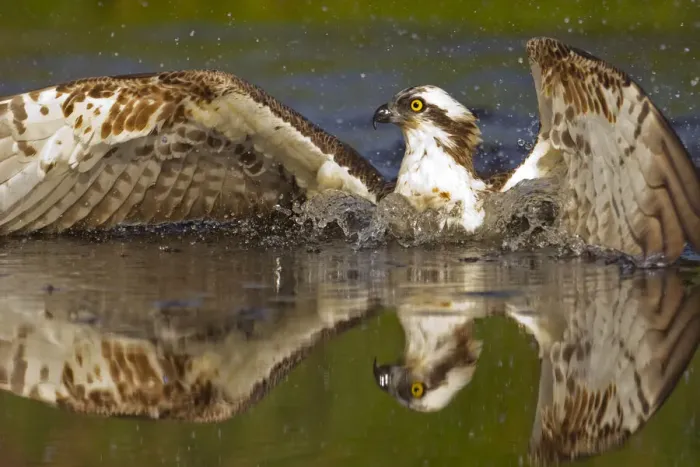 Framed Print : Osprey (Pandion haliaetus) at surface of a loch after diving for a fish, Cairngorms National Park Framed Print : Osprey (Pandion haliaetus) at surface of a loch after diving for a fish, Cairngorms National Park