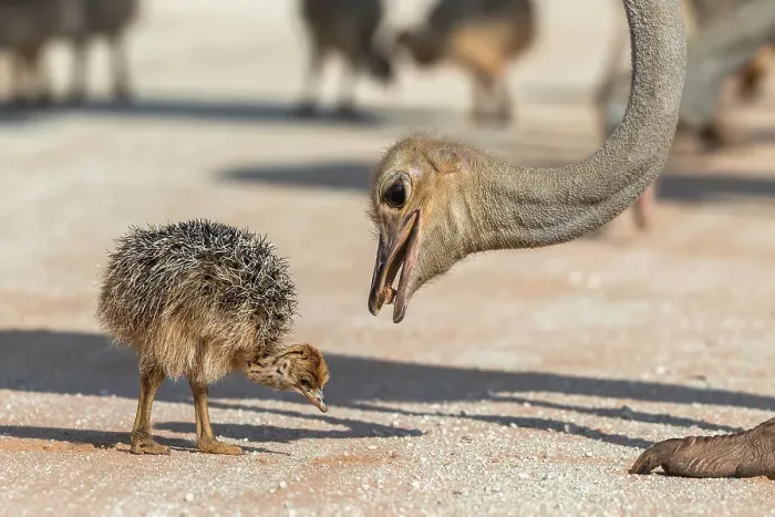 Framed Print : Ostrich (Struthio camelus) with chick feeding on termites, Kgalagadi Transfrontier Park, South Africa Framed Print : Ostrich (Struthio camelus) with chick feeding on termites, Kgalagadi Transfrontier Park, South Africa