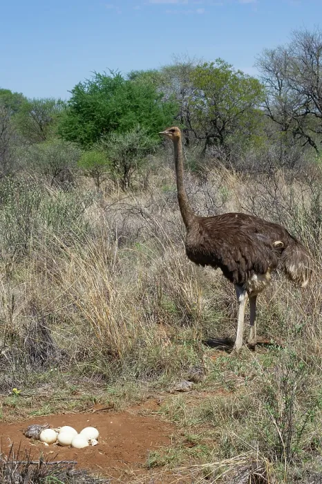 Framed Print : Ostrich (Struthio camelus) female, standing next to nest with eggs and one hatched chick, Marakele Private Reserve, Waterberg Biosphere Reserve, Limpopo Province, South Africa Framed Print : Ostrich (Struthio camelus) female, standing next to nest with eggs and one hatched chick, Marakele Private Reserve, Waterberg Biosphere Reserve, Limpopo Province, South Africa