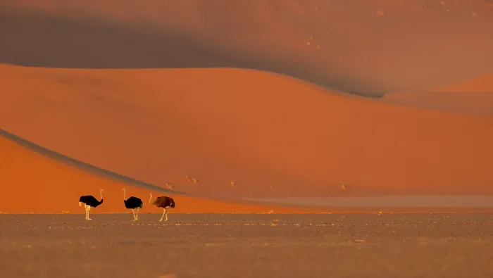 Framed Print : Three Ostriches (Struthio camelus) in desert with Sesriem Sossusvlei sand dunes in the background, Namib desert, Namibia Framed Print : Three Ostriches (Struthio camelus) in desert with Sesriem Sossusvlei sand dunes in the background, Namib desert, Namibia