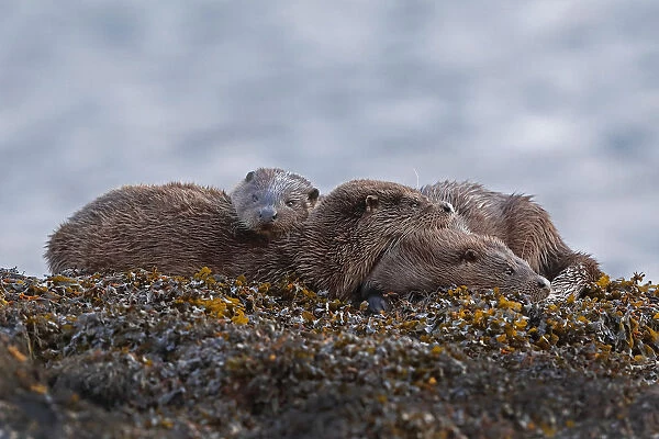 Otter (Lutra lutra) family at rest on seaweed covered rock, taken in the Inner Hebrides