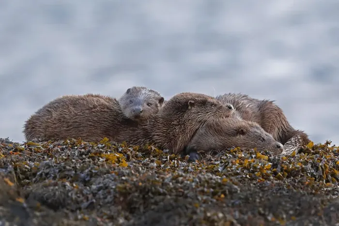 Framed Print : Otter (Lutra lutra) family at rest on seaweed covered rock, taken in the Inner Hebrides Framed Print : Otter (Lutra lutra) family at rest on seaweed covered rock, taken in the Inner Hebrides