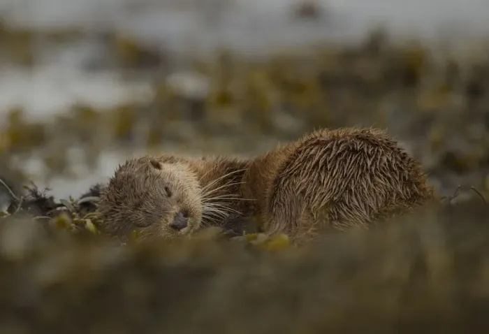 Framed Print : Otter (Lutra lutra) female rolling around in seaweed, Mull, Scotland, England, UK