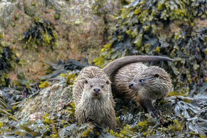 Framed Print : Two Otters (Lutra lutra) on the shore, Unst, Shetland Islands, Scotland, UK. July