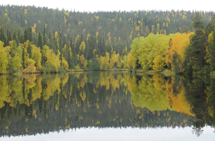 Framed Print : Oulanka River, Finland, September 2008. Woodland predominantly Spruce (Picea abies) Framed Print : Oulanka River, Finland, September 2008. Woodland predominantly Spruce (Picea abies)