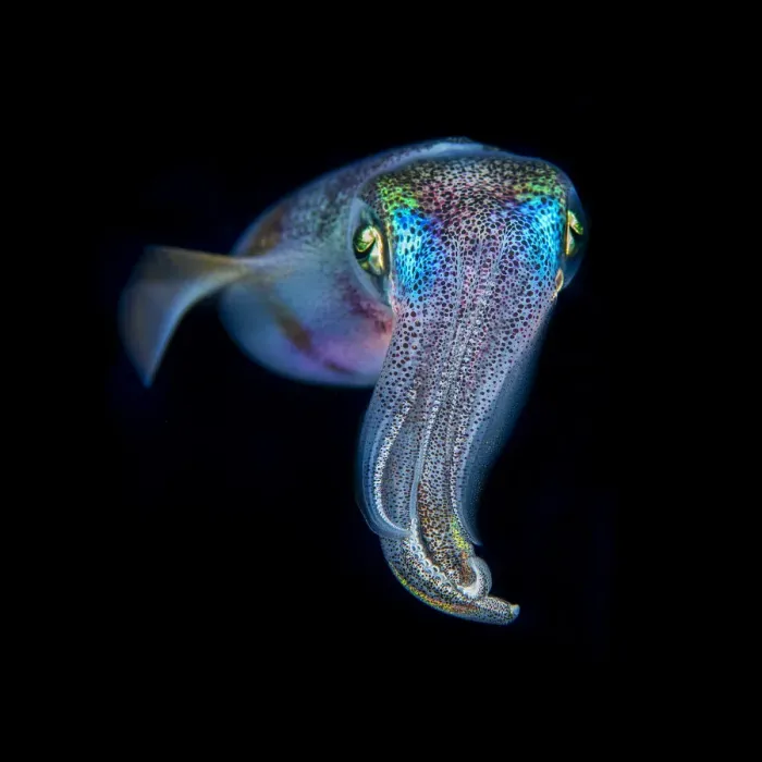 Framed Print : Oval squid (Sepioteuthis lessoniana) photographed at night, Green Island, Taiwan Framed Print : Oval squid (Sepioteuthis lessoniana) photographed at night, Green Island, Taiwan