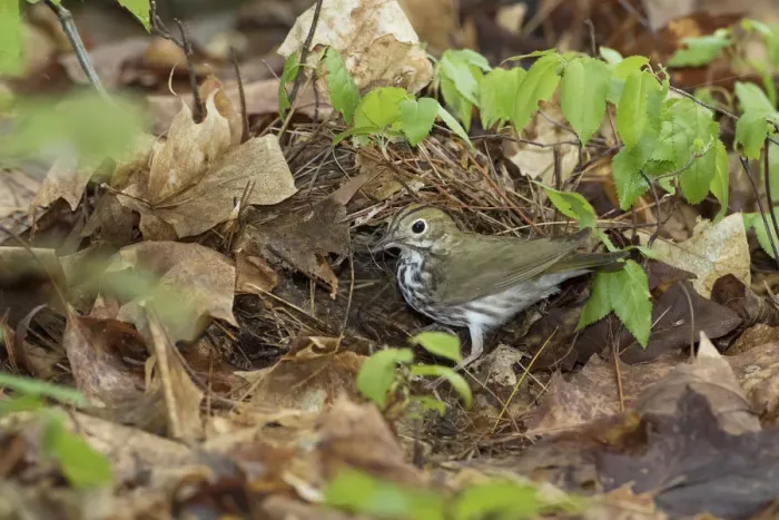 Framed Print : Ovenbird (Seiurus aurocapillus) bringing nest material to its nest on the forest floor Framed Print : Ovenbird (Seiurus aurocapillus) bringing nest material to its nest on the forest floor