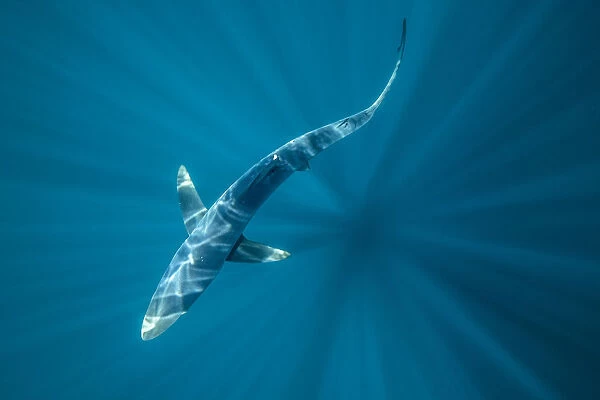 Overhead view of a blue shark (Prionace glauca) off Halifax, Nova Scotia, Canada. July