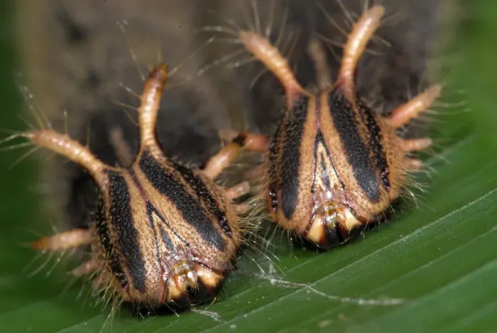 Framed Print : Owl Butterfly (Caligo memnon) caterpillar heads, Costa Rica Framed Print : Owl Butterfly (Caligo memnon) caterpillar heads, Costa Rica