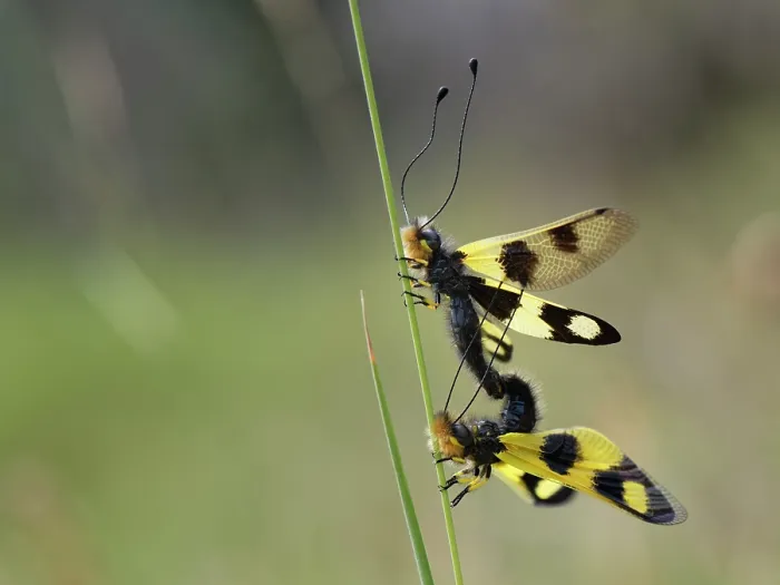 Framed Print : Owlflies (Libelloides macaronius) pair mating on a grass stem in coastal grassland, Corfu, Greece. May Framed Print : Owlflies (Libelloides macaronius) pair mating on a grass stem in coastal grassland, Corfu, Greece. May