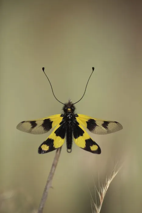 Framed Print : Owlfly / Butterly lion / Ascalaphid (Libelloides longicornis) Stenje region, Lake Macro Prespa Framed Print : Owlfly / Butterly lion / Ascalaphid (Libelloides longicornis) Stenje region, Lake Macro Prespa