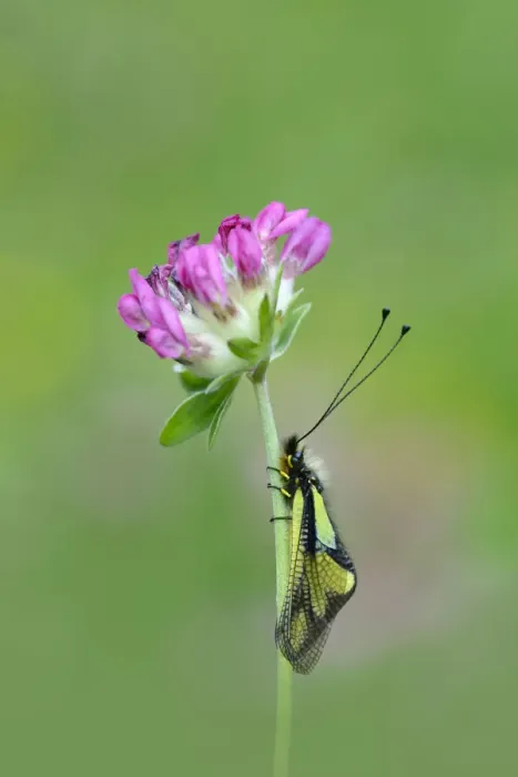 Framed Print : Owlfly sulphur (Libelloides coccajus) on flower, near Gavarnie, Pyrenees National Park Framed Print : Owlfly sulphur (Libelloides coccajus) on flower, near Gavarnie, Pyrenees National Park