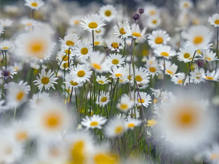 Framed Print : Ox-eye daises (Leucanthemum vulgare) in meadow, England, UK. June Framed Print : Ox-eye daises (Leucanthemum vulgare) in meadow, England, UK. June