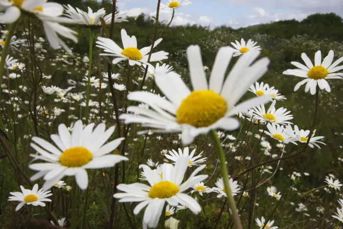 Framed Print : Ox-eye daisies (Chrysanthemum leucanthemum) in flower, Burren National Park, County Clare