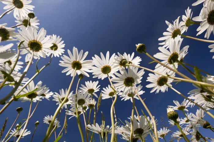 Framed Print : Oxeye daisies (Leucanthemum vulgare) low angle shot, Tamar Lakes, Cornwall, UK, June 2011 Framed Print : Oxeye daisies (Leucanthemum vulgare) low angle shot, Tamar Lakes, Cornwall, UK, June 2011
