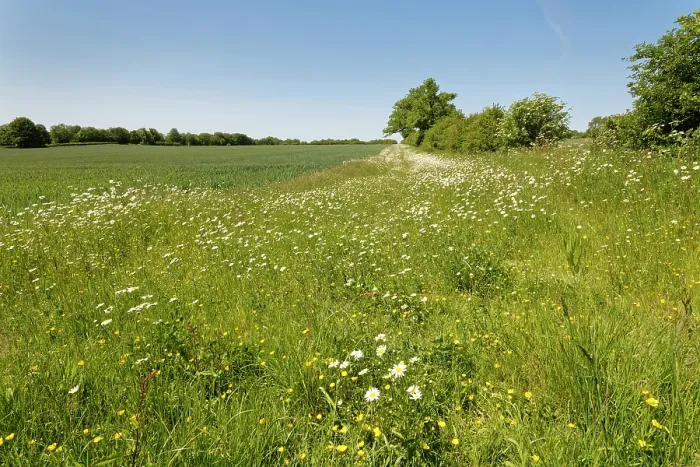 Framed Print : Oxeye daisies (Leucanthemum vulgare) and Meadow buttercups (Ranunculus acris) flowering in a conservation flower border beside an arable crop, Wiltshire, England, UK. June Framed Print : Oxeye daisies (Leucanthemum vulgare) and Meadow buttercups (Ranunculus acris) flowering in a conservation flower border beside an arable crop, Wiltshire, England, UK. June